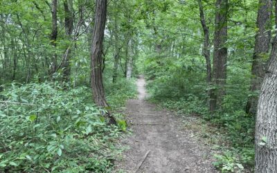 V. Erdei szemétszedés